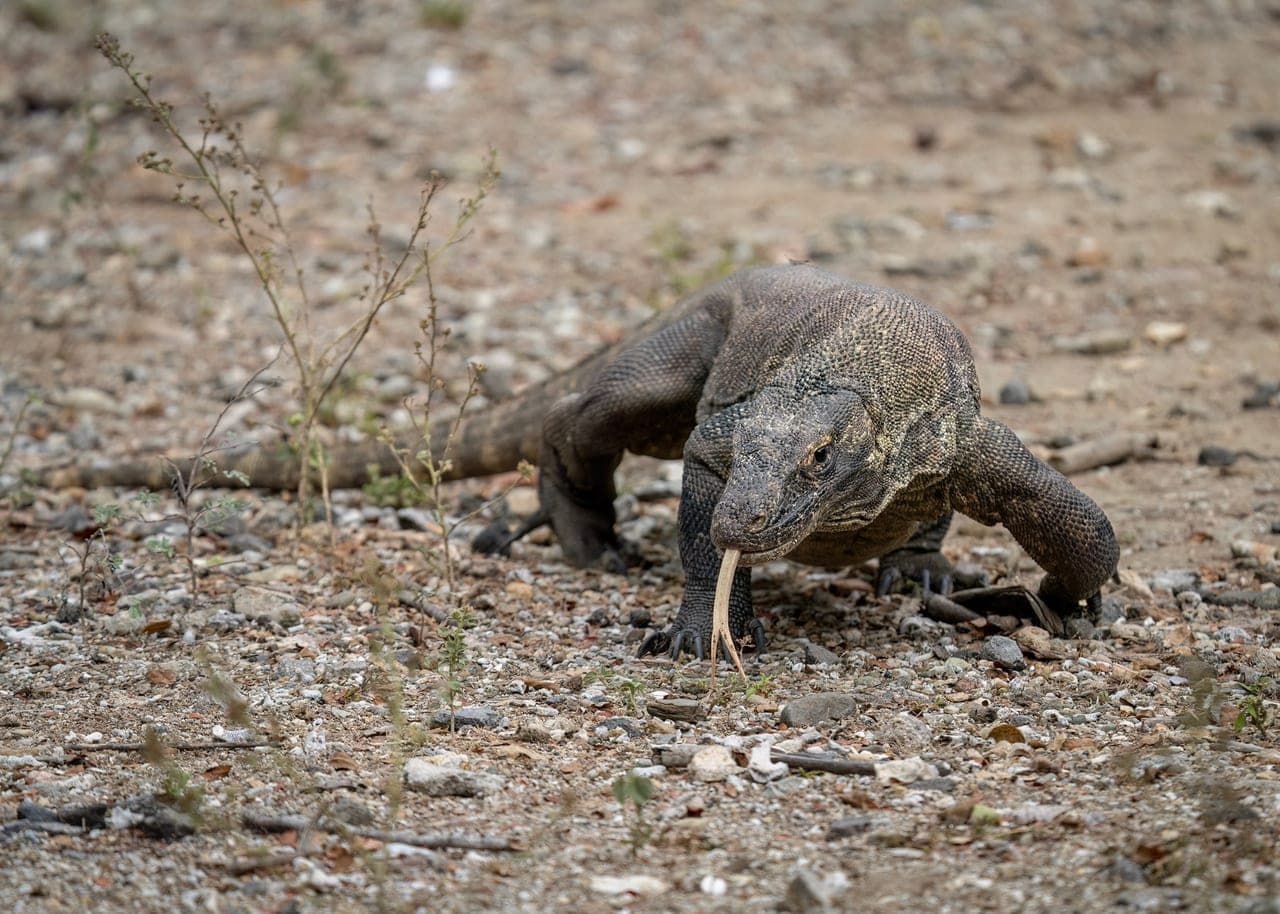 Indonesia Wildlife and Nature Encounters 2026: Discover Unique Animals and Natural Wonders - Indonesia eVisa News Article
