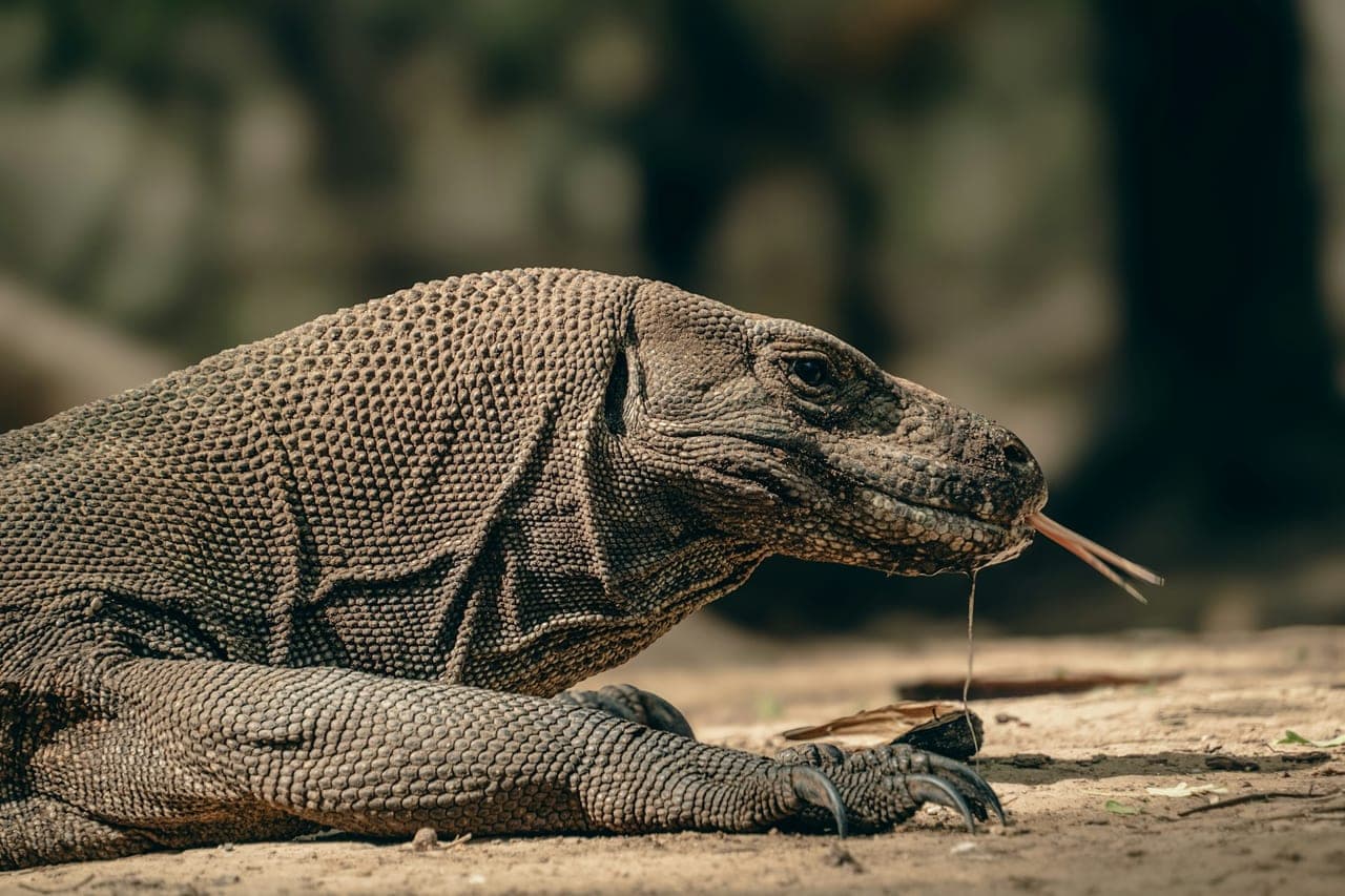 Komodo Dragons & Wildlife Wonders of Indonesia 2026: Ultimate Guide to Natural Encounters - Indonesia eVisa News Article